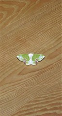 Protuliocnemis partita