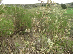 Eryngium regnellii