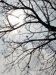 Psittacara erythrogenys