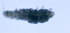 Stylopauropus