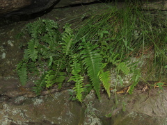Blechnum australe