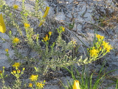 Chrysopsis floridana