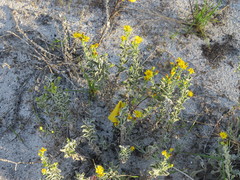 Chrysopsis floridana