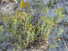 Chrysopsis floridana