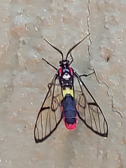 Argyroeides braco