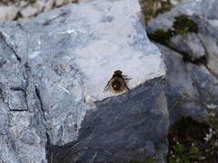Cephenemyia stimulator