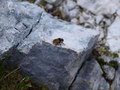 Cephenemyia stimulator