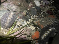 Aulactinia incubans