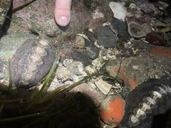 Aulactinia incubans