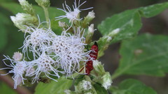 Dysdercus suturellus