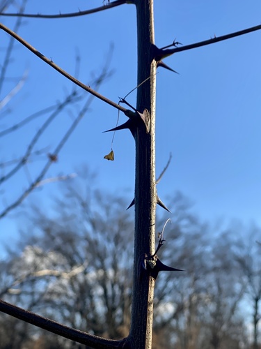Robinia pseudoacacia