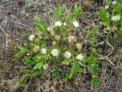 Psidium salutare mucronatum