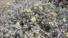 Senecio filaginoides