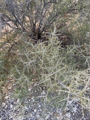Condalia spathulata
