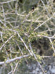 Condalia spathulata