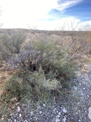 Condalia spathulata