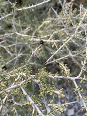 Condalia spathulata