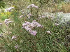 Campovassouria cruciata