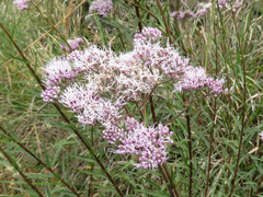 Campovassouria cruciata