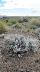 Senecio filaginoides