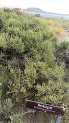 Ephedra chilensis