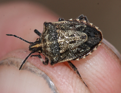 Prionosoma podopioides