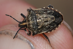 Prionosoma podopioides