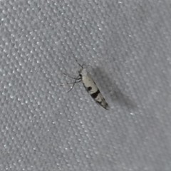 Argyresthia austerella