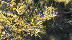 Ephedra chilensis