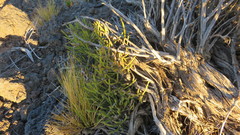 Ephedra chilensis