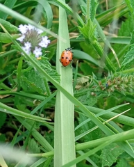 Hippodamia convergens