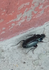 Coleoptera