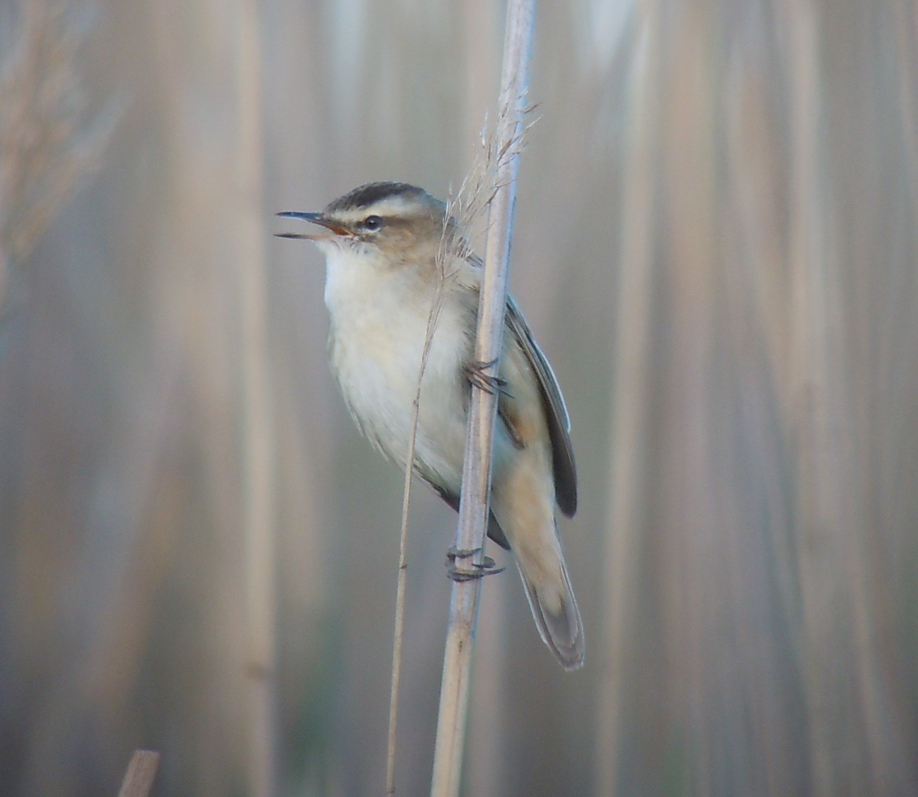 Sedge Warbler