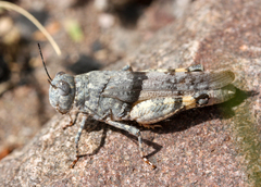 Heliastus benjamini