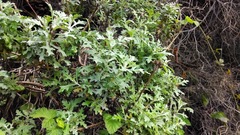 Eriophyllum staechadifolium