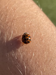 Harmonia axyridis