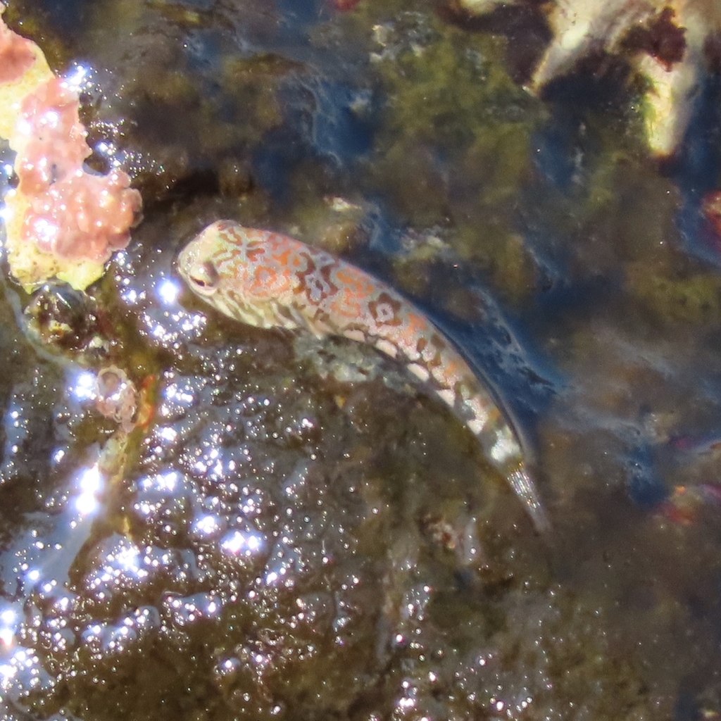Zebra Clingfish