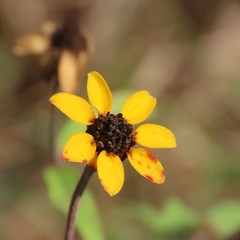Zinnia maritima