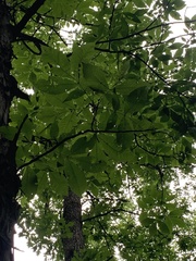 Carya ovata