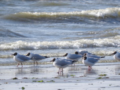 Chroicocephalus maculipennis