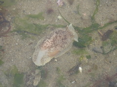 Pleurobranchaea maculata