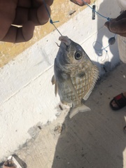 Archosargus rhomboidalis