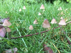 Mycena olivaceomarginata