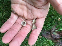 Mycena olivaceomarginata