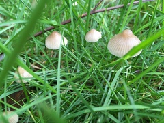 Mycena olivaceomarginata