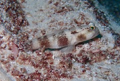 Cryptocentrus fasciatus