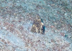 Callechelys marmorata