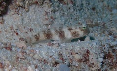 Cryptocentrus fasciatus