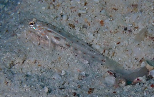 Saffron shrimpgoby (Ctenogobiops crocineus) — Gobiidae — 3