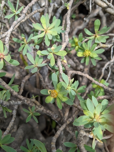 Euphorbia balsamifera subsp. balsamifera image